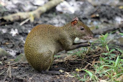Agouti occasionally spotted at Cahal Pech rodent like animal in belize