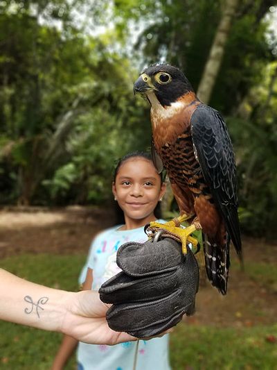 girl holding raptor on her hand with special gloves