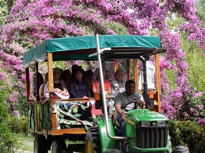 tractor touring people with pink flowers in an arc as backdrop