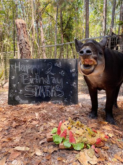 tapir eating birthday cake with chalkboard sign at the back