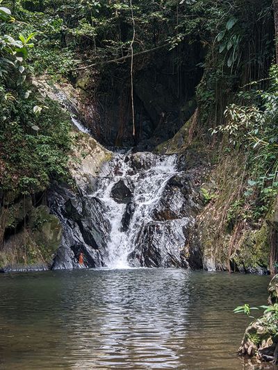 small waterfall with vine hanging from the top center