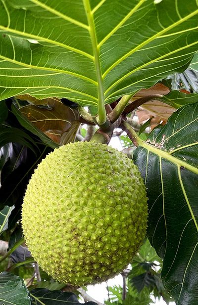 breadfruit hanging off tree