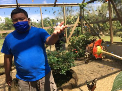 young man pointing to butterfly on flower