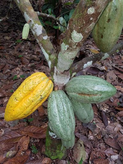 cacao fruit hanging off tree