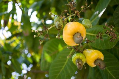 yellow cashew fruit dangling from tree
