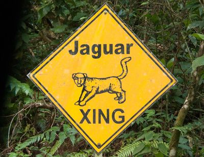 hand drawn jaguar crossing sign