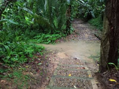 flooded forest trail