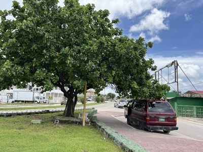 Taxi Colectivo in front of Corozal Bus Terminal brown taxi van under a big tree