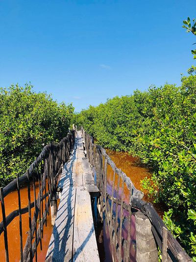 rustic pathway surrounded by red water and mangroves