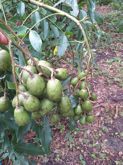 golden plum fruit hanging off tree