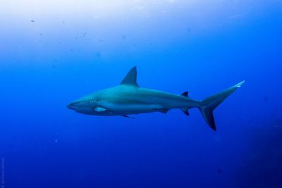 Caribbean reef shark at Great Blue Hole by Zachary Ramwa caribbean reef shark