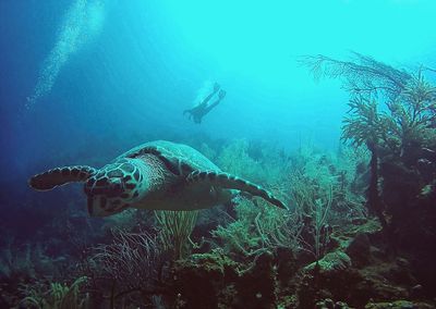 Sea Turtle at Great Blue Hole by Chip Petersen turtle swimming with diver in background