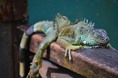 green iguana sleeping