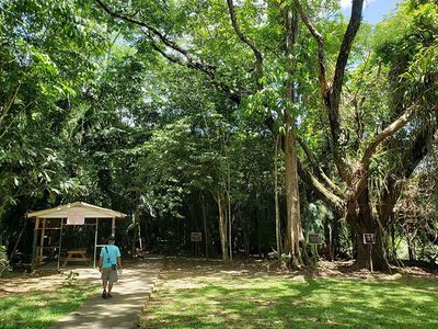 man with blue shirt walking through green forest with large trees