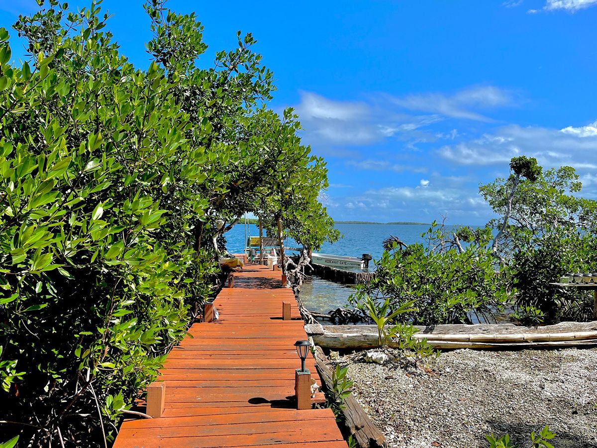 silts walkway beside mangroves by the sea