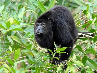 howler monkey on tree top