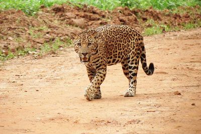 jaguar on dirt road staring with mouth open