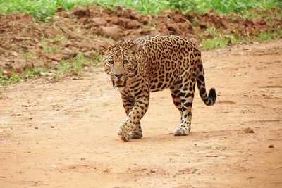 Jaguar at Cockscomb Basin by Wildtracks jaguar on dirt road staring with mouth open