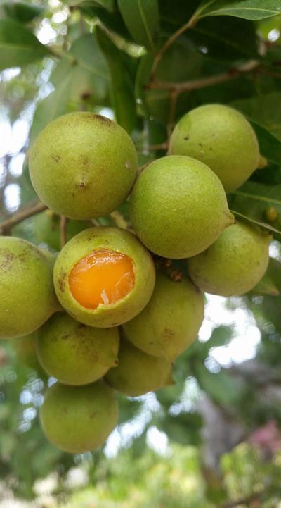 kenep fruit hanging off tree