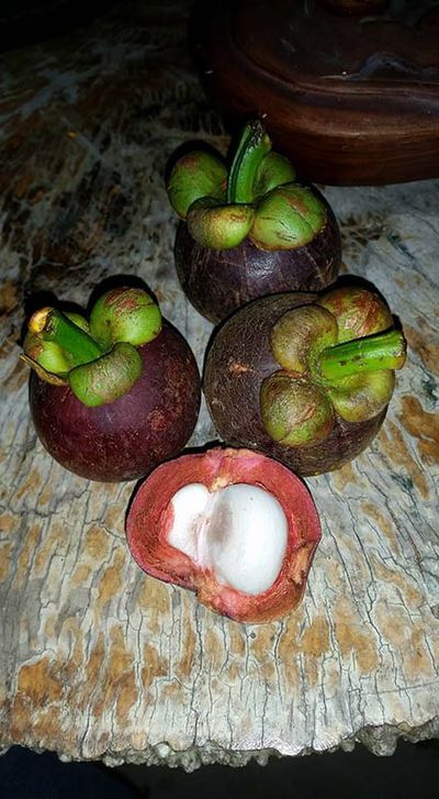 Mangosteen fruit by Sally Sally mangosteen fruit