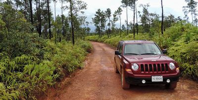 red jeep on pine forest road