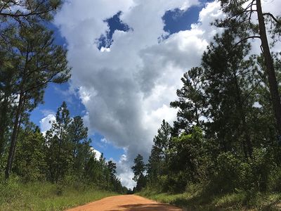 muddy orange road surrounded by pine trees landscape