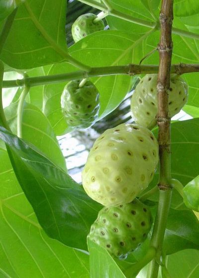 noni fruit hanging off tree