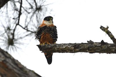 orange and black hawk on branch