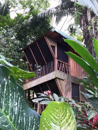 wooden cabin surrounded by plants