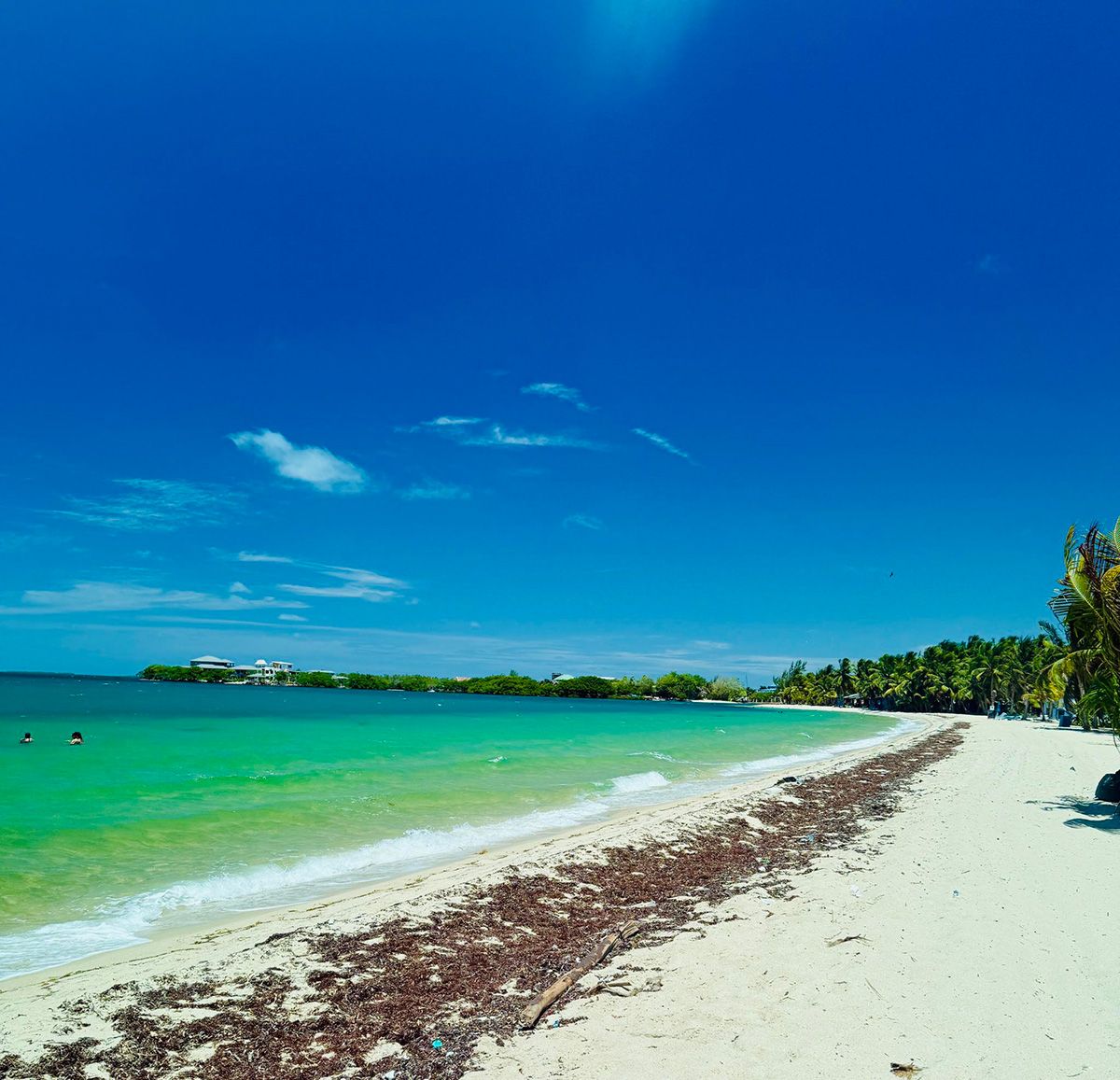 turquoise water beach with palm trees