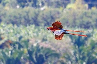 two scarlet macaws flying in the rainforest