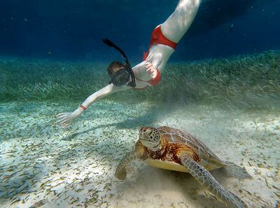 woman in red bikini snorkeling with sea turtle