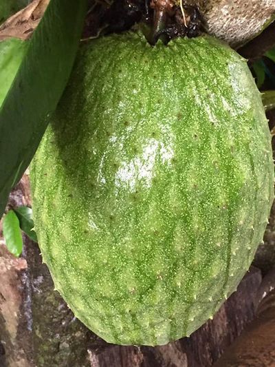 soursop fruit hanging off tree