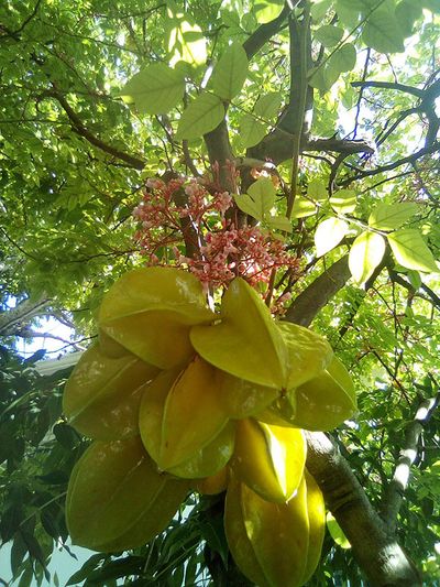 starfruit hanging off tree