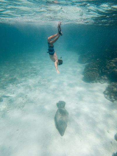 manatee with person swimming above it in the water