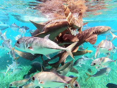 sharks and fish underwater at reef