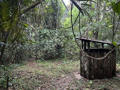 outhouse surrounded by jungle